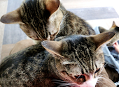 ねこ空間　チャモラ　CYAMOLA: ゆきよしさんの2025年04月の1枚目の投稿写真