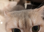 猫カフェ クラウド: ミイさんの2024年04月06日の2枚目の投稿写真