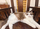 猫カフェ クラウド: ミイさんの2024年04月06日の3枚目の投稿写真