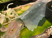博多もつ鍋 安明 福岡博多本店: カロヤンさんの2026年07月11日の2枚目の投稿写真