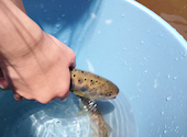 岡田養魚場: SHIさんの2026年08月12日の1枚目の投稿写真