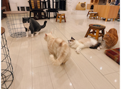 猫カフェ クラウド: momiuさんの2025年02月17日の2枚目の投稿写真