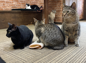 ねこ空間　チャモラ　CYAMOLA: するめさんの2021年08月の1枚目の投稿写真