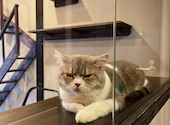 cafe 猫田屋: lunaさんの2026年09月29日の1枚目の投稿写真