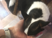 小動物カフェ はなはな: いわもさんの2021年02月18日の1枚目の投稿写真