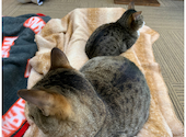 ねこ空間　チャモラ　CYAMOLA: かずさんの2021年04月の1枚目の投稿写真