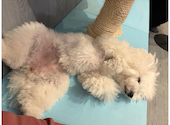 犬猫カフェ put on lap プットオンラップ 今池: しかさんの2026年08月28日の2枚目の投稿写真