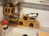 猫カフェ クラウド: Mさんの2026年08月09日の1枚目の投稿写真