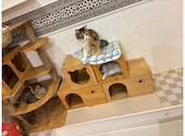 猫カフェ クラウド: Mさんの2026年08月09日の2枚目の投稿写真