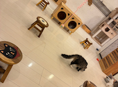猫カフェ クラウド: Mさんの2026年08月09日の3枚目の投稿写真