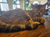 ねこカフェ&ねこ酒場 らて: フセケンさんの2026年06月21日の1枚目の投稿写真