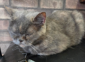 ねこカフェ&ねこ酒場 らて: フセケンさんの2026年06月21日の3枚目の投稿写真