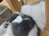 Cat&Animal Cafe Noah s Ark ノアズアーク 大阪天神橋3丁目店: あゆさんの2026年05月01日の1枚目の投稿写真