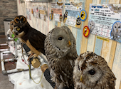あうるぱーく　フクロウカフェ 池袋西口: るみさんの2025年06月の1枚目の投稿写真