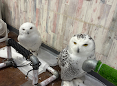 あうるぱーく フクロウカフェ 池袋西口: るみさんの2025年06月30日の2枚目の投稿写真