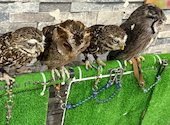 あうるぱーく フクロウカフェ 池袋西口: るみさんの2025年06月30日の3枚目の投稿写真