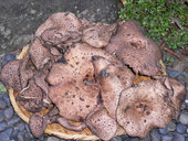 清流庭園・山菜料理 玉貴: highwayさんの2010年12月28日の3枚目の投稿写真