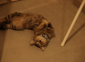 猫ダイニングA caT エーキャット: フリーさんの2026年05月19日の3枚目の投稿写真