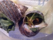 奴寿司　長田店: ちゅんさんの2010年12月01日の3枚目の投稿写真