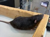 小動物カフェ ROCK STAR ロックスター なんばパークス前店: ぴあさんの2026年07月18日の1枚目の投稿写真