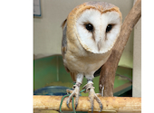 Cat&Animal Cafe Noah s Ark ノアズアーク 大阪天神橋3丁目店: きょんさんの2026年08月29日の2枚目の投稿写真