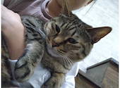 ねこ空間　チャモラ　CYAMOLA: ゆいさんの2024年04月の1枚目の投稿写真