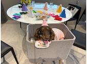 dog lounge yaburo ドッグラウンジヤブロ: ちーちゃんさんの2026年06月28日の1枚目の投稿写真