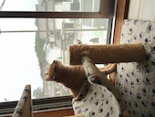 猫カフェ 美観neko: momoさんの2018年09月22日の2枚目の投稿写真