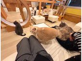 ネコカフェ キャットテイル Nekocafe Cattail: めいさんの2026年02月24日の2枚目の投稿写真