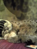 純平 本厚木店: ゆうにゃんさんの2007年04月10日の3枚目の投稿写真