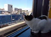 猫まるカフェ: ひまわりさんの2024年03月10日の1枚目の投稿写真