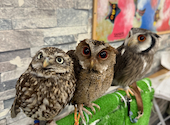 あうるぱーく フクロウカフェ 池袋西口: ちーちさんの2025年06月14日の1枚目の投稿写真