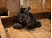 小動物カフェ ROCK STAR ロックスター 難波千日前店: うるさんの2026年04月26日の1枚目の投稿写真