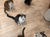 BAKENEKO CAFE: mayaさんの2023年11月の1枚目の投稿写真