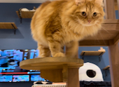 BAKENEKO CAFE バケネコ カフェ: mayaさんの2023年11月14日の2枚目の投稿写真