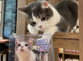 BAKENEKO CAFE バケネコ カフェ: mayaさんの2023年11月14日の3枚目の投稿写真