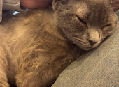 猫カフェ クラウド: Lietmさんの2025年03月10日の2枚目の投稿写真