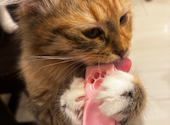 猫カフェ クラウド: Lietmさんの2025年03月10日の3枚目の投稿写真