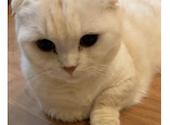 Cat Mon 美cafe: もっちさんの2026年08月18日の1枚目の投稿写真