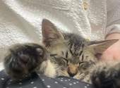 保護猫カフェ tormenta: うめさんの2026年08月31日の1枚目の投稿写真