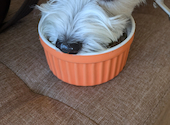 DOG CAFE Bell: ハハさんの2026年05月の1枚目の投稿写真