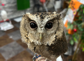 あうるぱーく フクロウカフェ 池袋西口: クラリスさんの2024年01月26日の1枚目の投稿写真