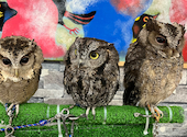 あうるぱーく フクロウカフェ 池袋西口: クラリスさんの2024年01月26日の2枚目の投稿写真