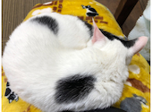 ねこ空間　チャモラ　CYAMOLA: yukiさんの2021年04月の1枚目の投稿写真