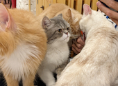 猫カフェ　クラウド: マナさんの2021年05月の1枚目の投稿写真