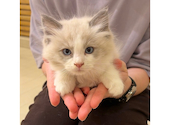 猫カフェ クラウド: pon?さんの2026年10月13日の1枚目の投稿写真