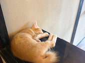 cafe 猫田屋: かよこさんの2026年09月06日の3枚目の投稿写真