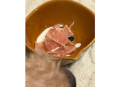 焼肉ホルモン酒場 肉と海: みーたみーたさんの2026年04月20日の1枚目の投稿写真