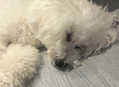 犬猫カフェ put on lap プットオンラップ 今池: こさんの2026年08月28日の2枚目の投稿写真