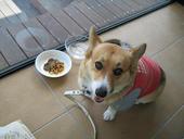 ピエトロ アペスタ 百道浜店: すぱさんの2010年03月30日の2枚目の投稿写真